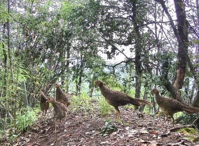 堵河源保护区现罕见一幕 五只雌性红腹锦鸡林间同框觅食