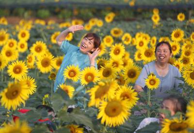 湖北荆门：市民打卡家门口的“金色花海”      