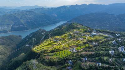 湖北秭归：梯田稻浪美如画