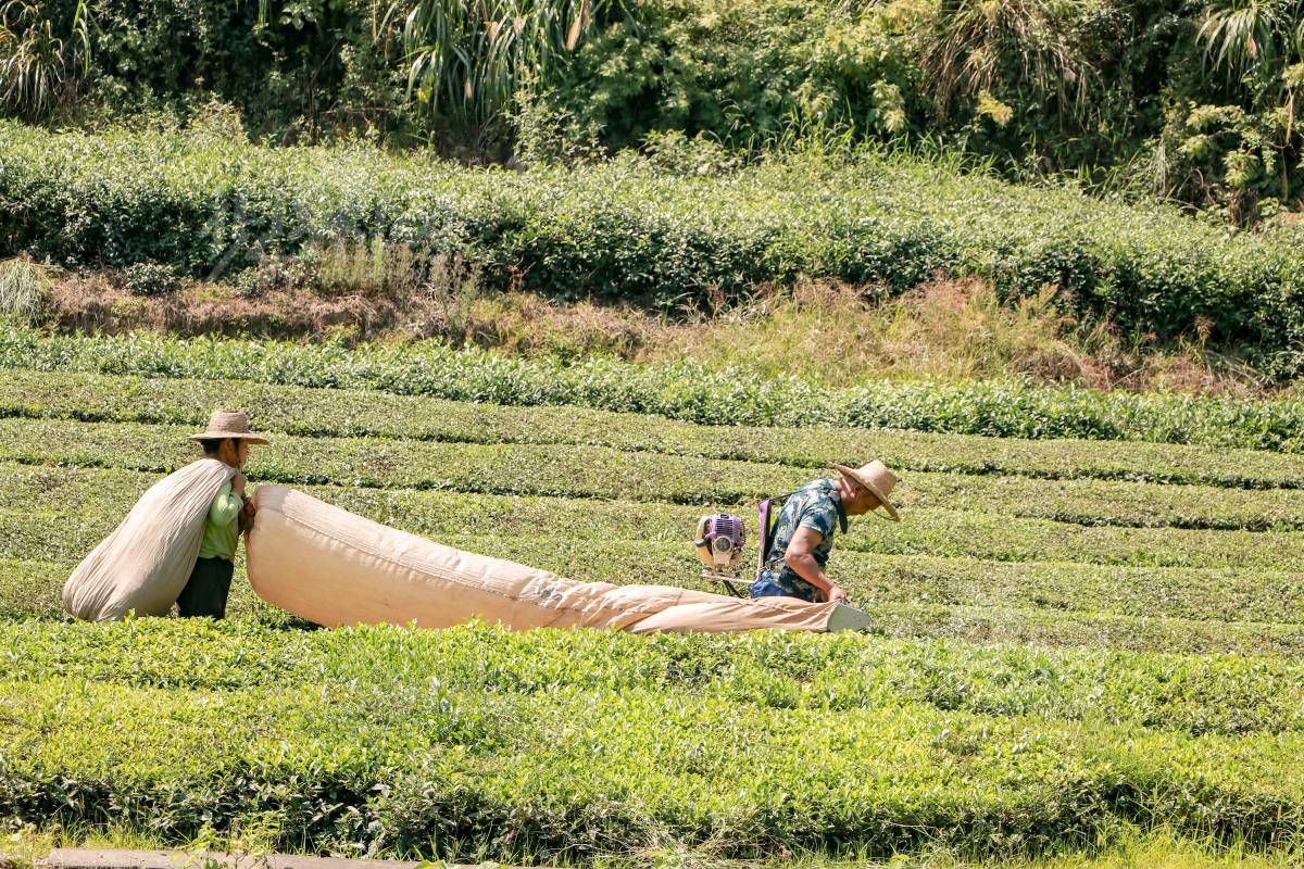 1006339