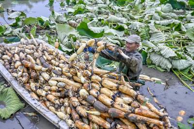 洪湖莲藕旺季俏销（客户端采稿）