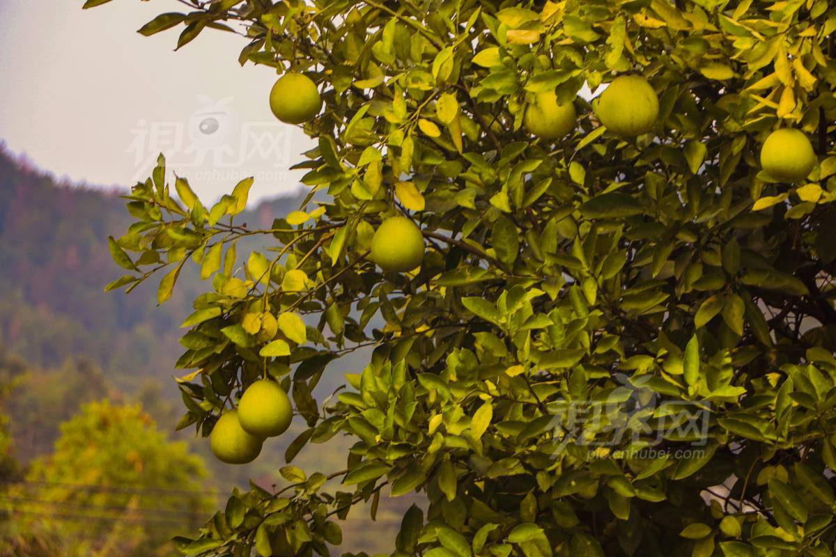 1007432