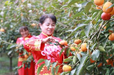 山村柿丰