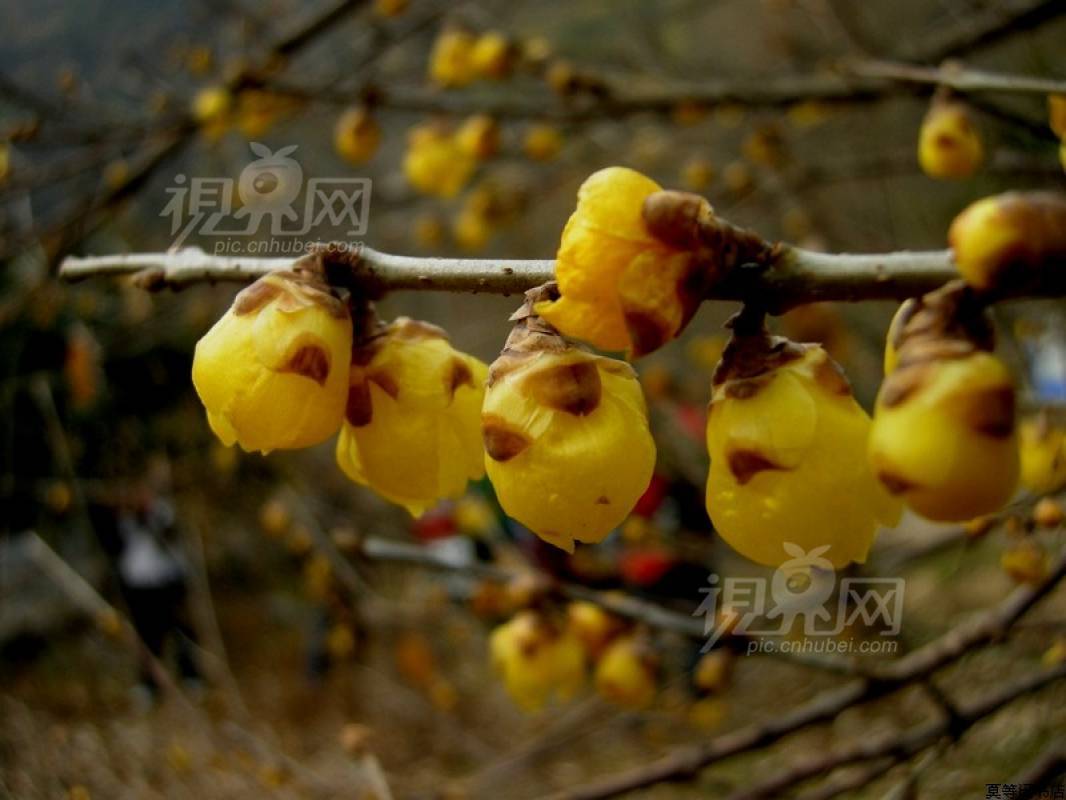 138132