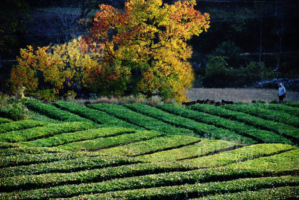 145032