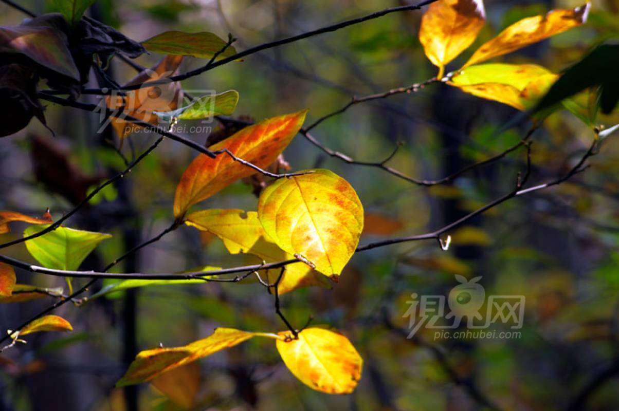 150076