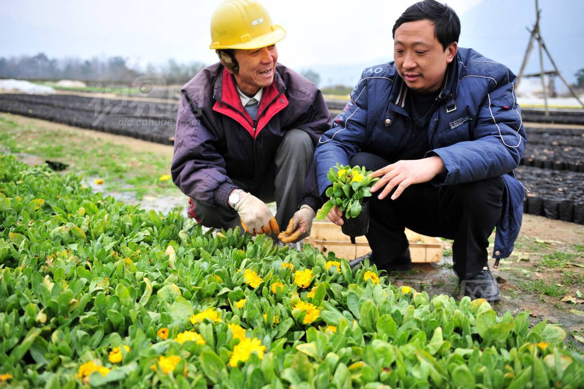 176919