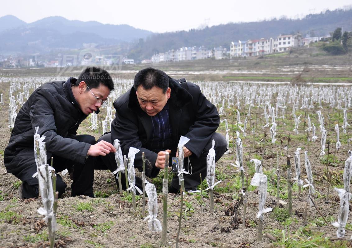 177161