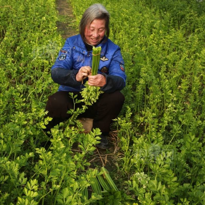 177537