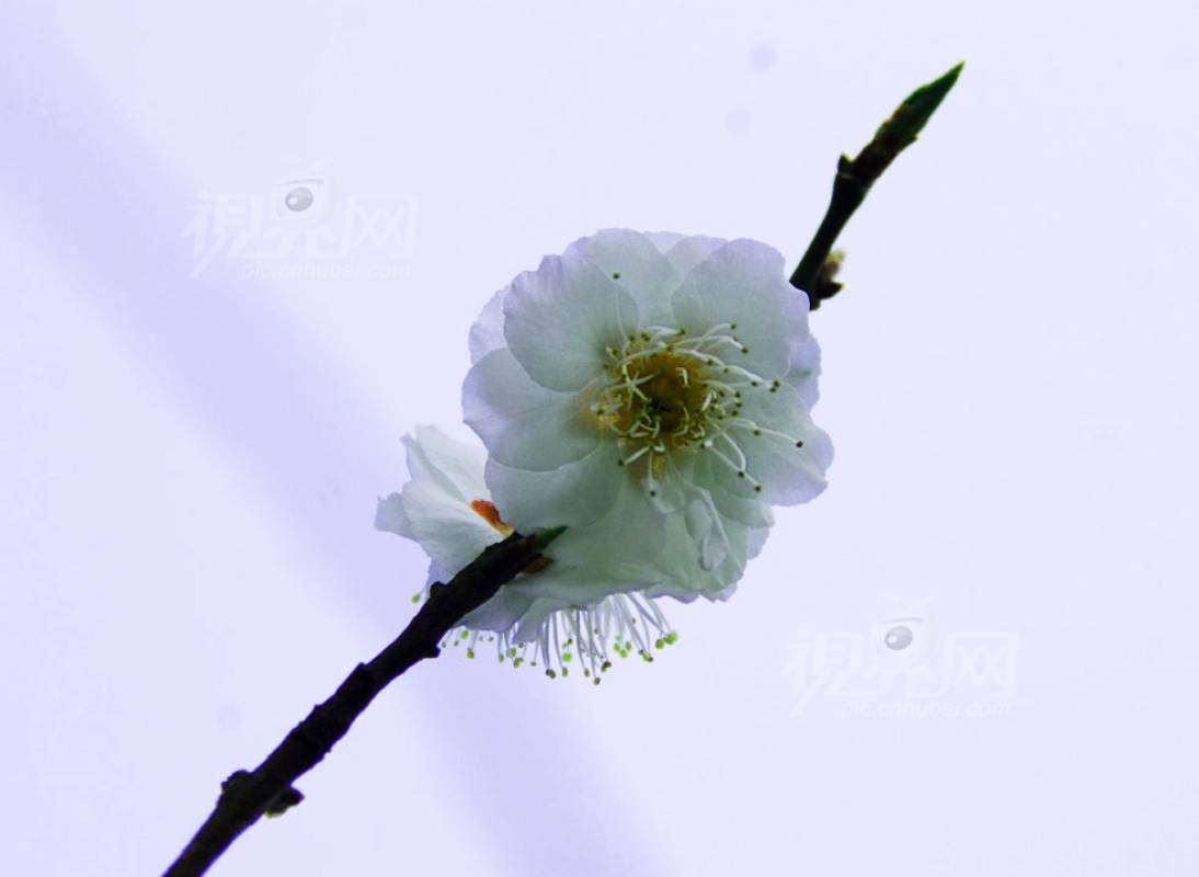 190294