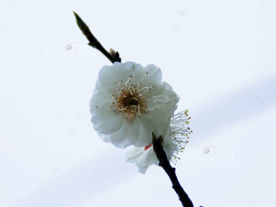 190295