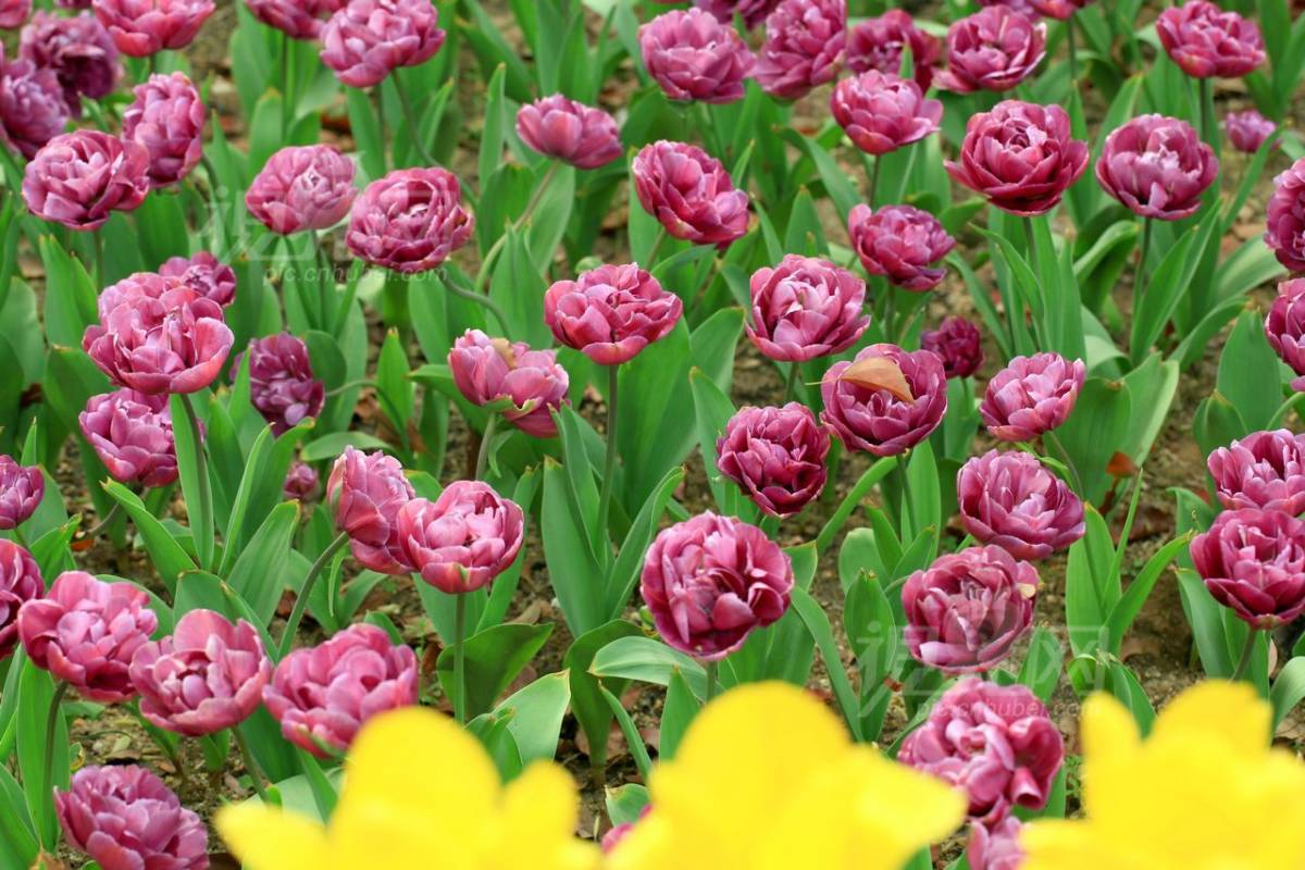 194285