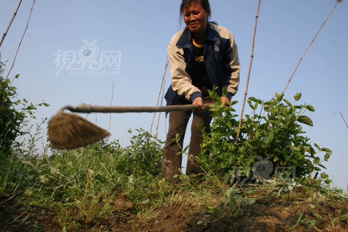 199520