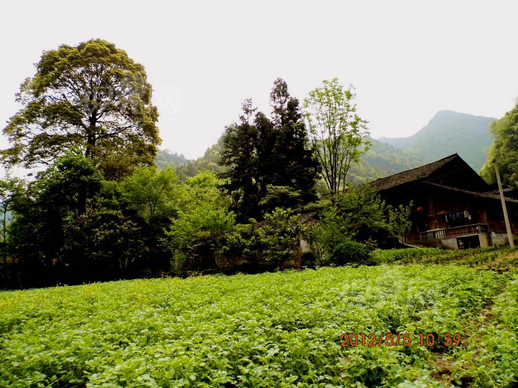 204185
