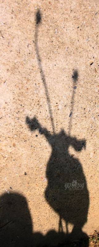 222306