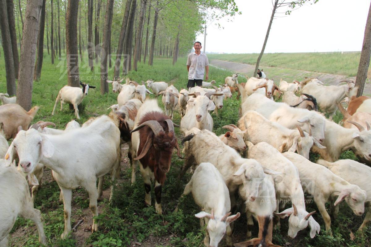 232869