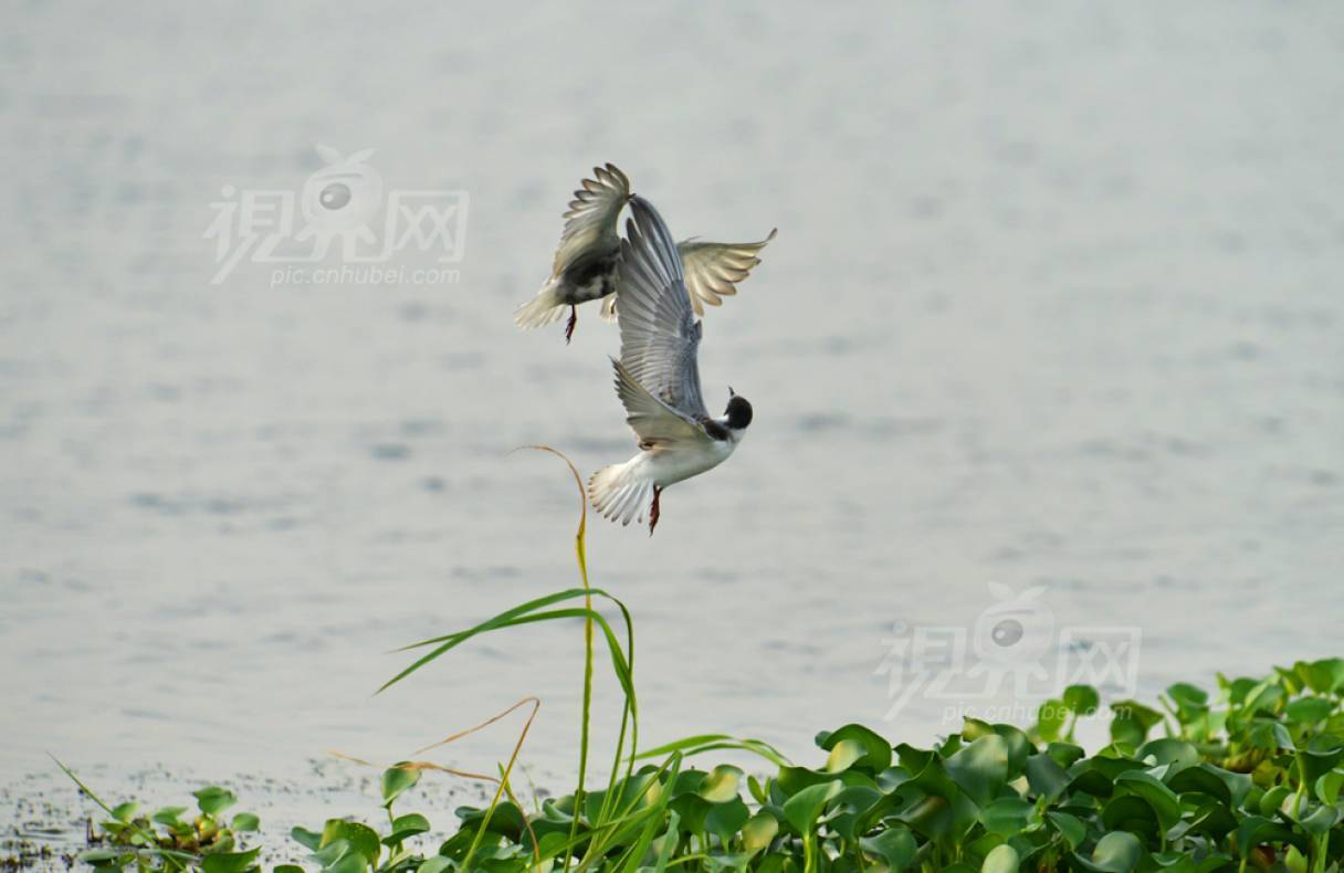 237041