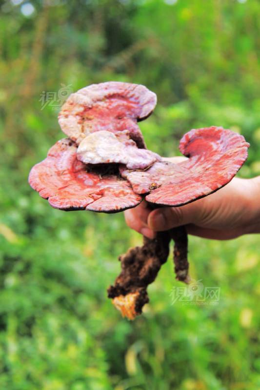 238696