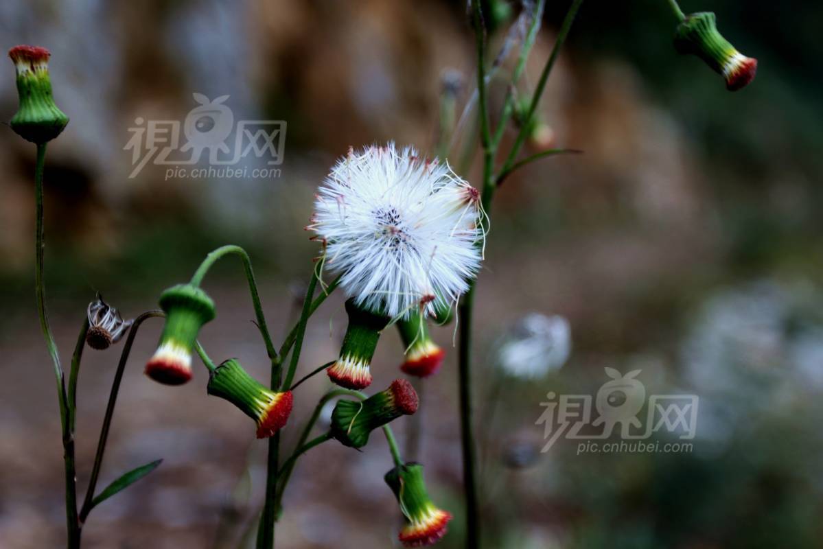 246453