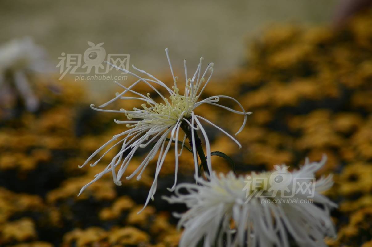 248730
