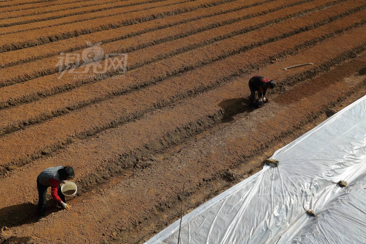 264035