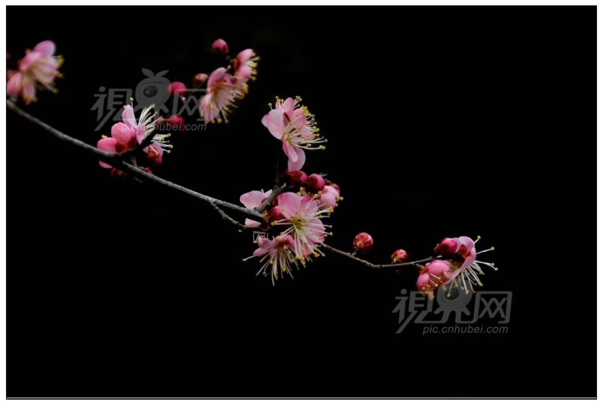 275215