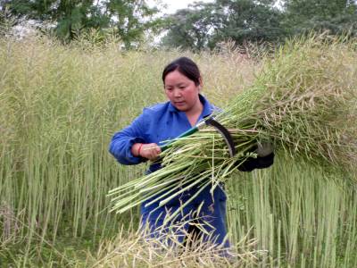 开镰收割油菜子