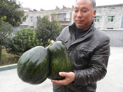 连体南瓜现东寺