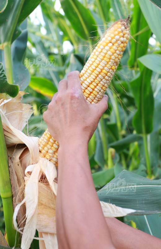 504597