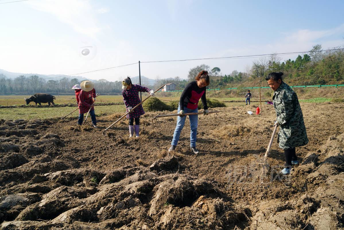 516265