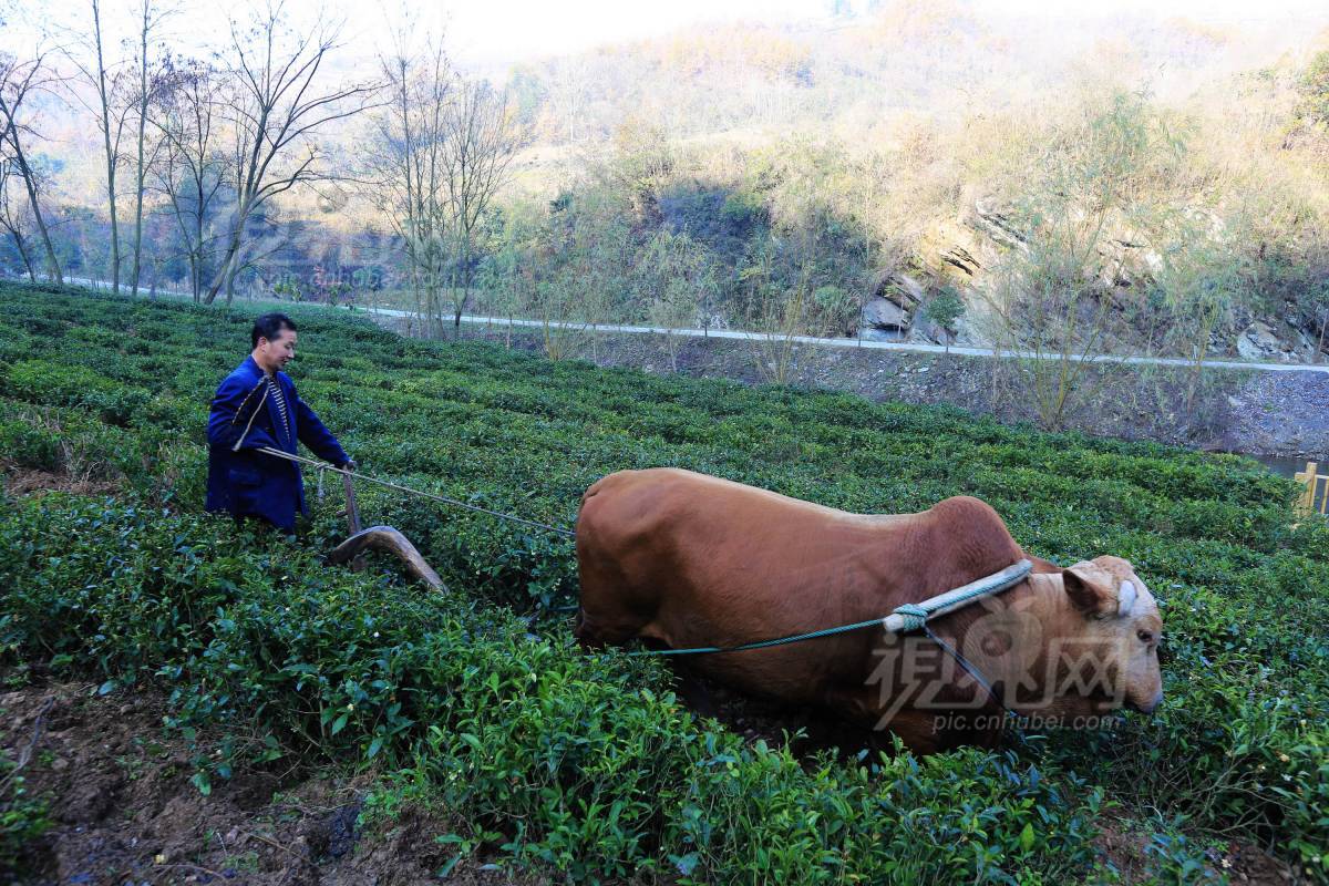 517128