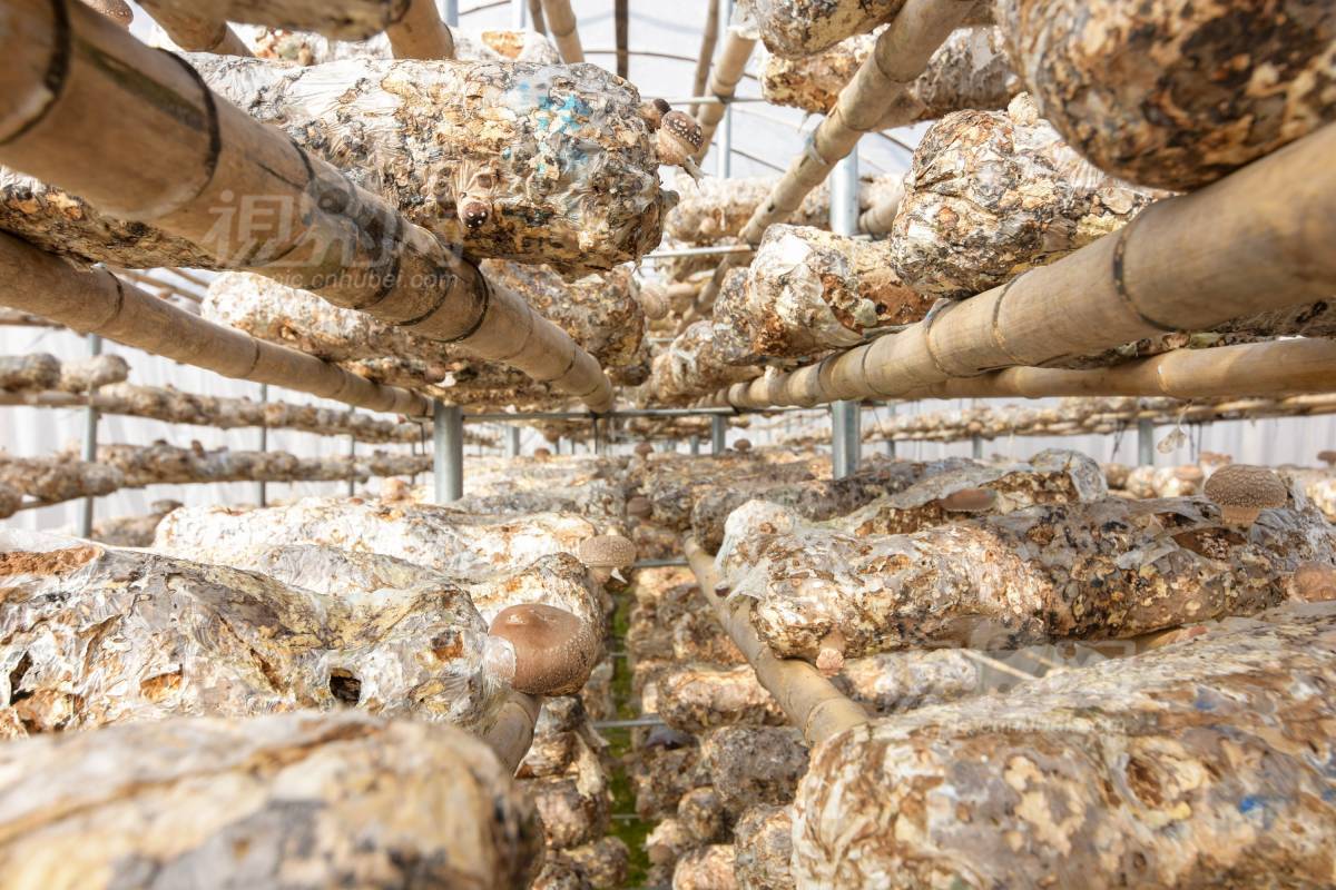 518736