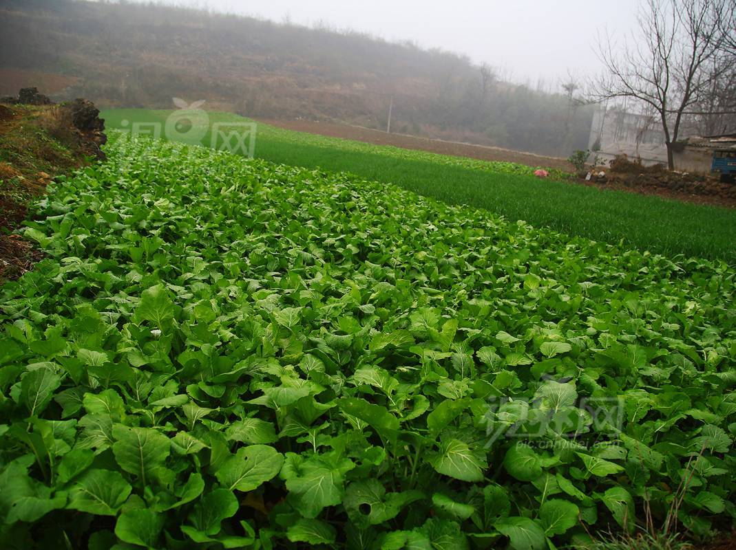 519959