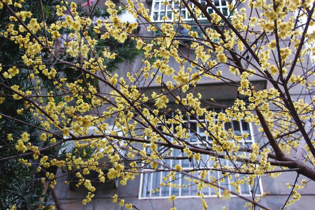 522424