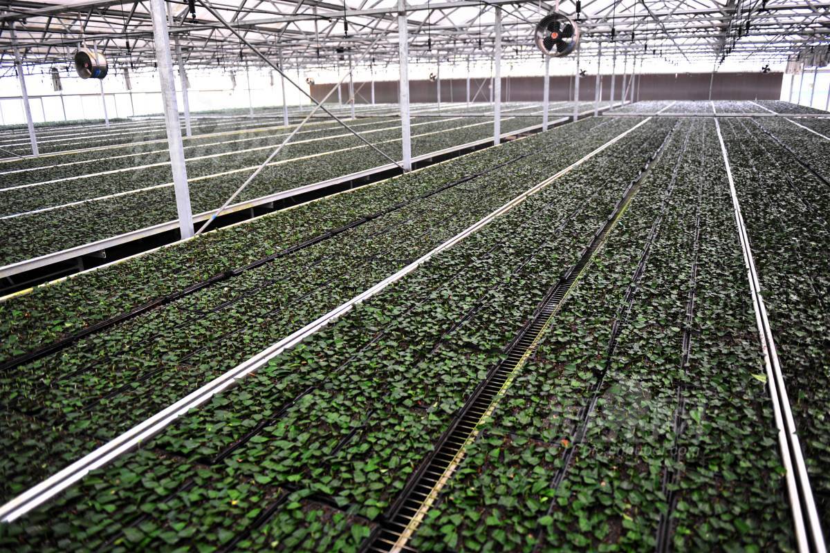 524239