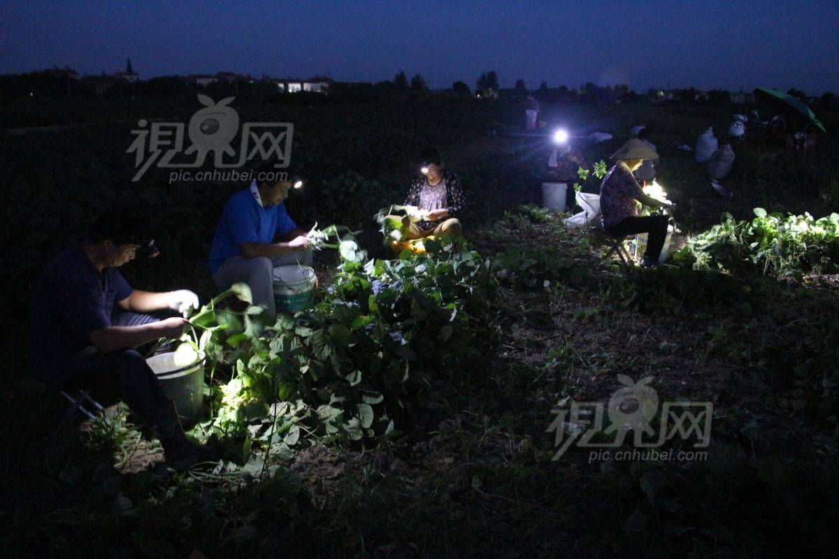 542394