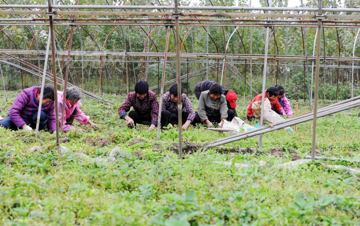 550424