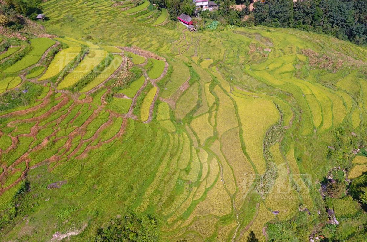 590510