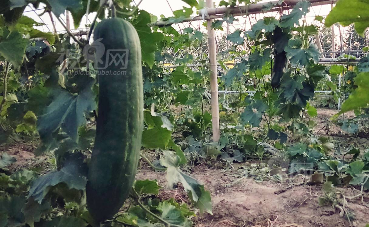 591718