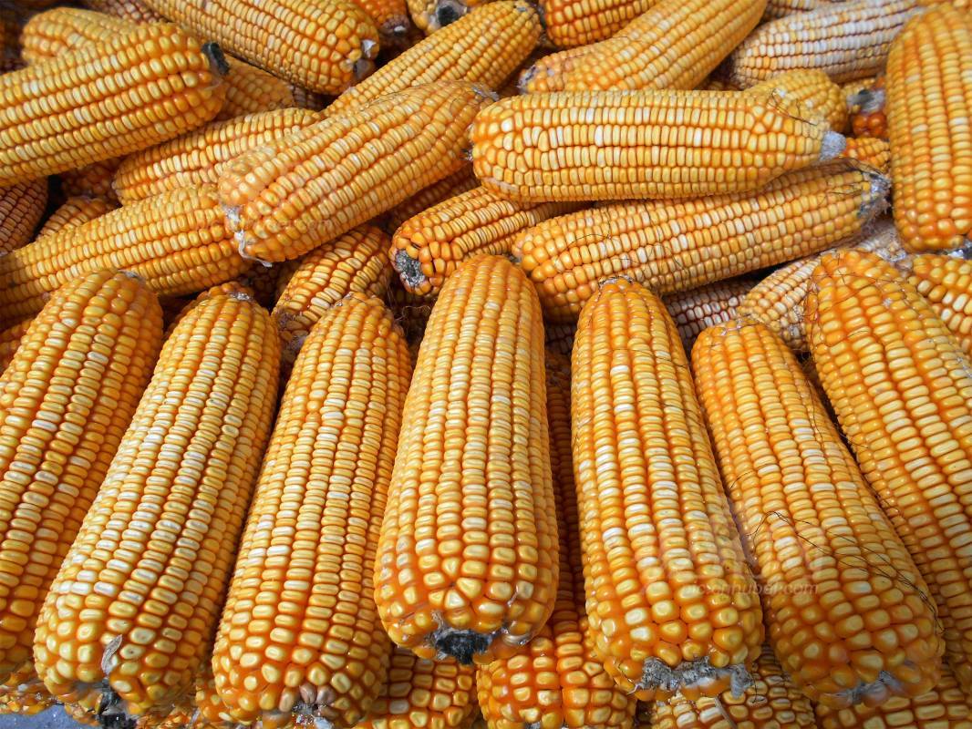 593537