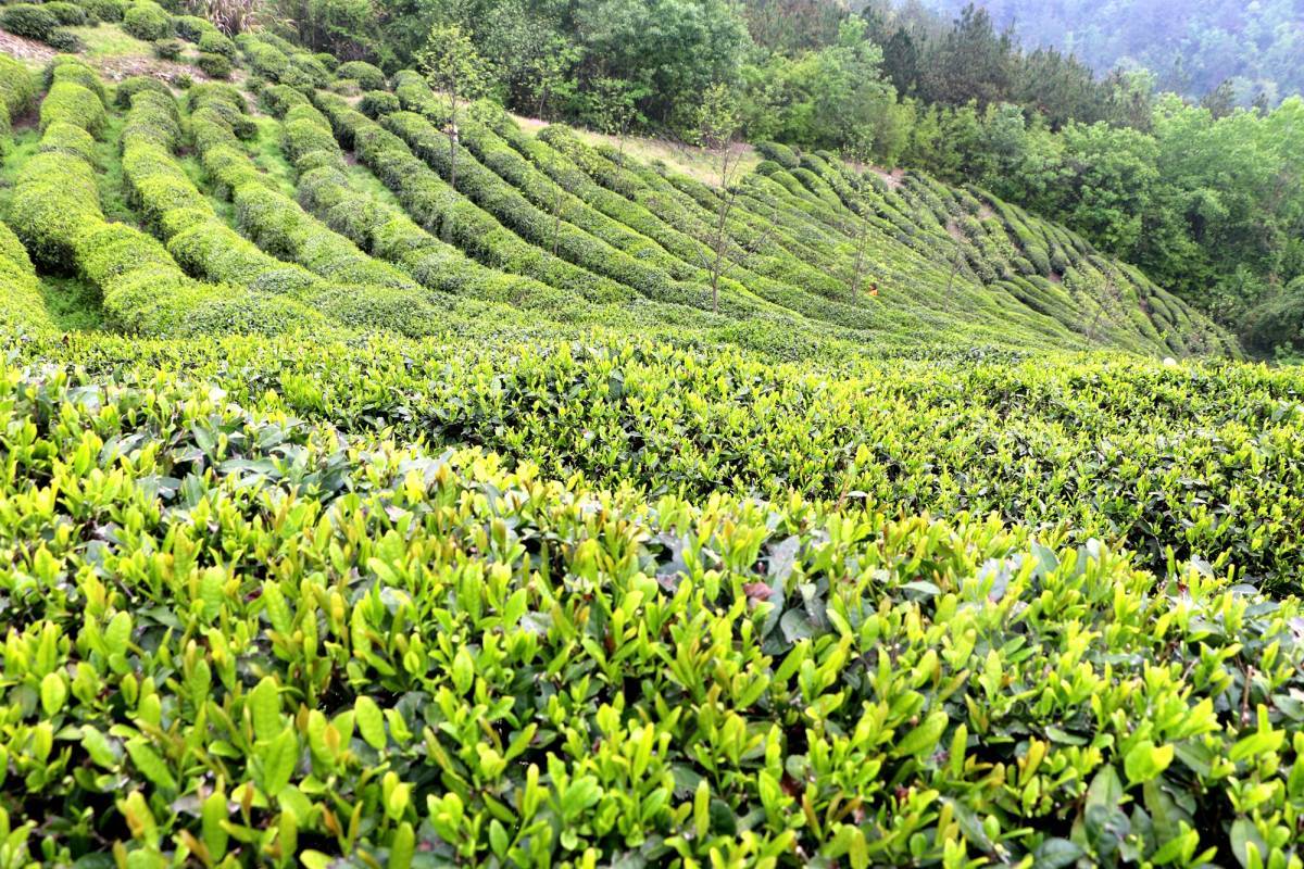 622496