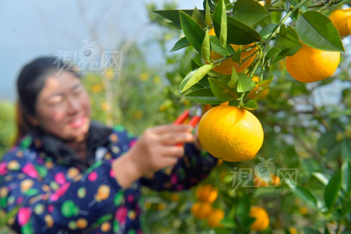 653156