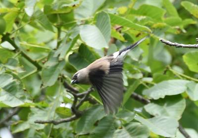 神农架野生鸟类—褐灰雀