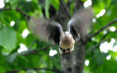 神农架野生鸟类—珠颈斑鸠