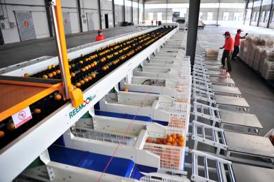 宜昌：早熟柑橘上市生产忙 光电无损分级生产线投产