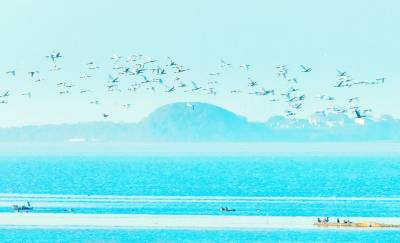 梁子湖越冬水鸟种群和数量大幅增加（客户端采稿）