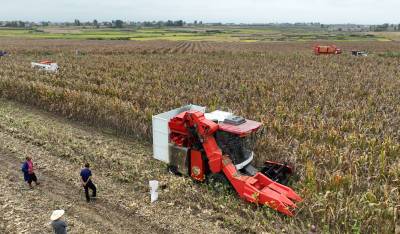 国内首台大豆玉米带状复合种植一体化收获机在我市下田作业