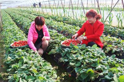 枝江：生产自救草莓红