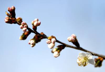 湖北保康：百花迎春开