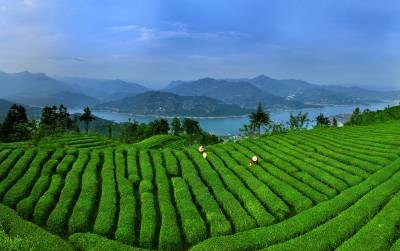 三峡库区忙采“雨前茶”